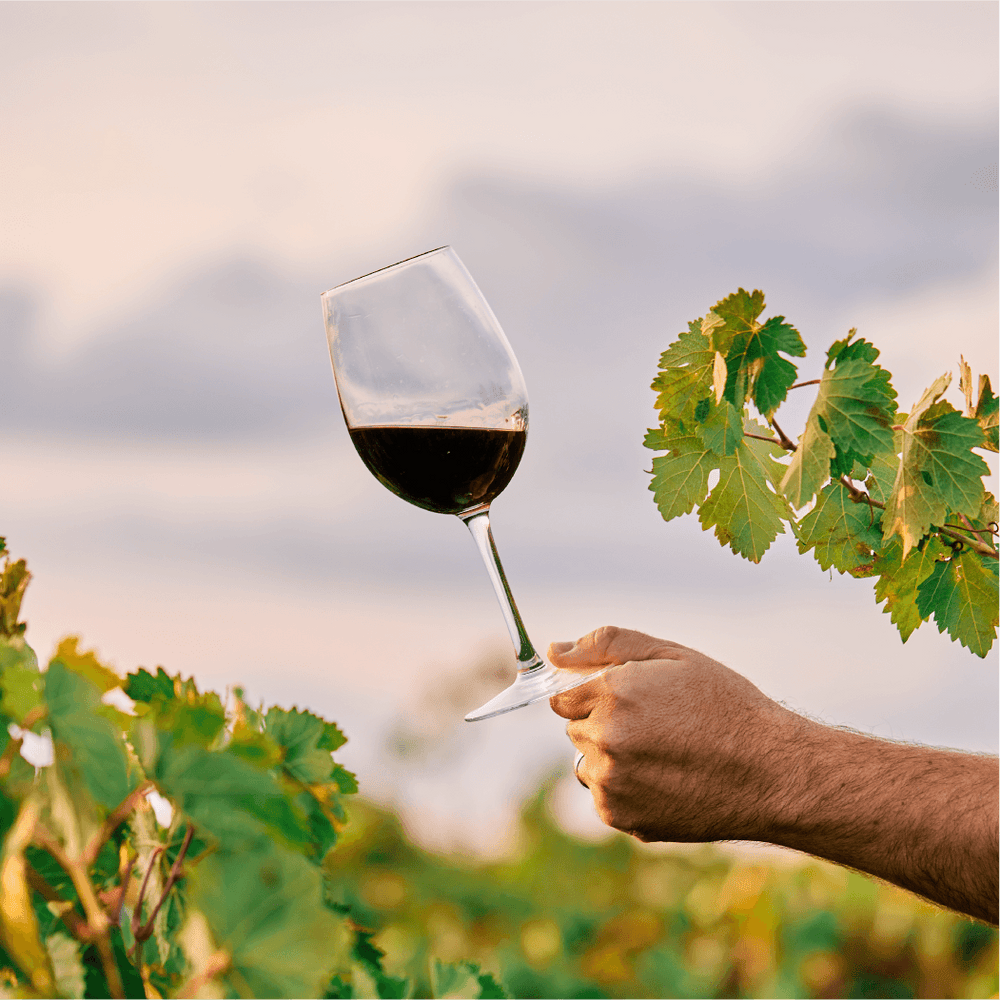 Your Guide to Making a Fruit Wine - Aseptic Fruit Purees | Canada